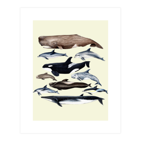 Whales, dolphins, sperm whale &amp; orca