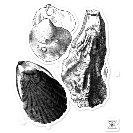 Oysters by EncycloArt | Mollusk Ocean Sea Creature | Tee by encycloart