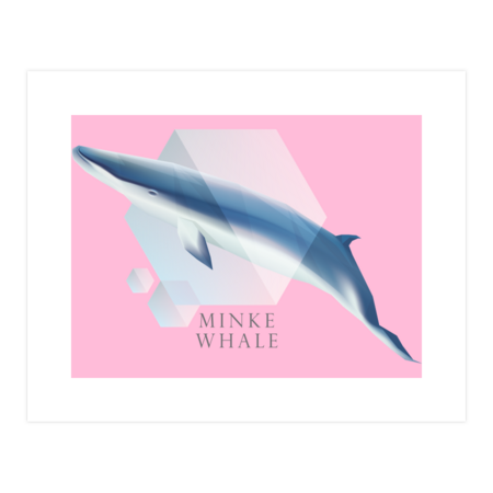 Minke Whale - Vector Bubbles by DesignFury
