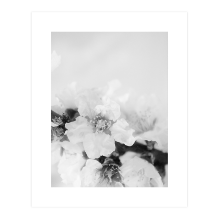 Blossoms in black and white